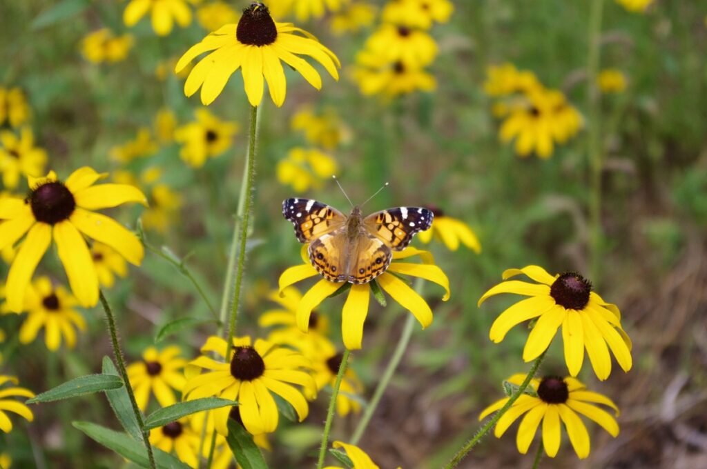 black-eyed Susans; good plants to grow in clay soil