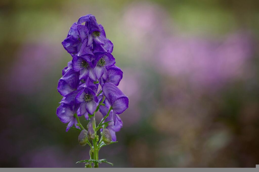 plants thriving in full shade; monkshood