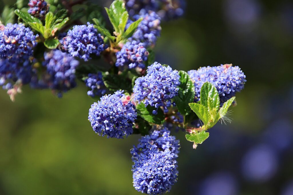 evergreen plants; California lilacs