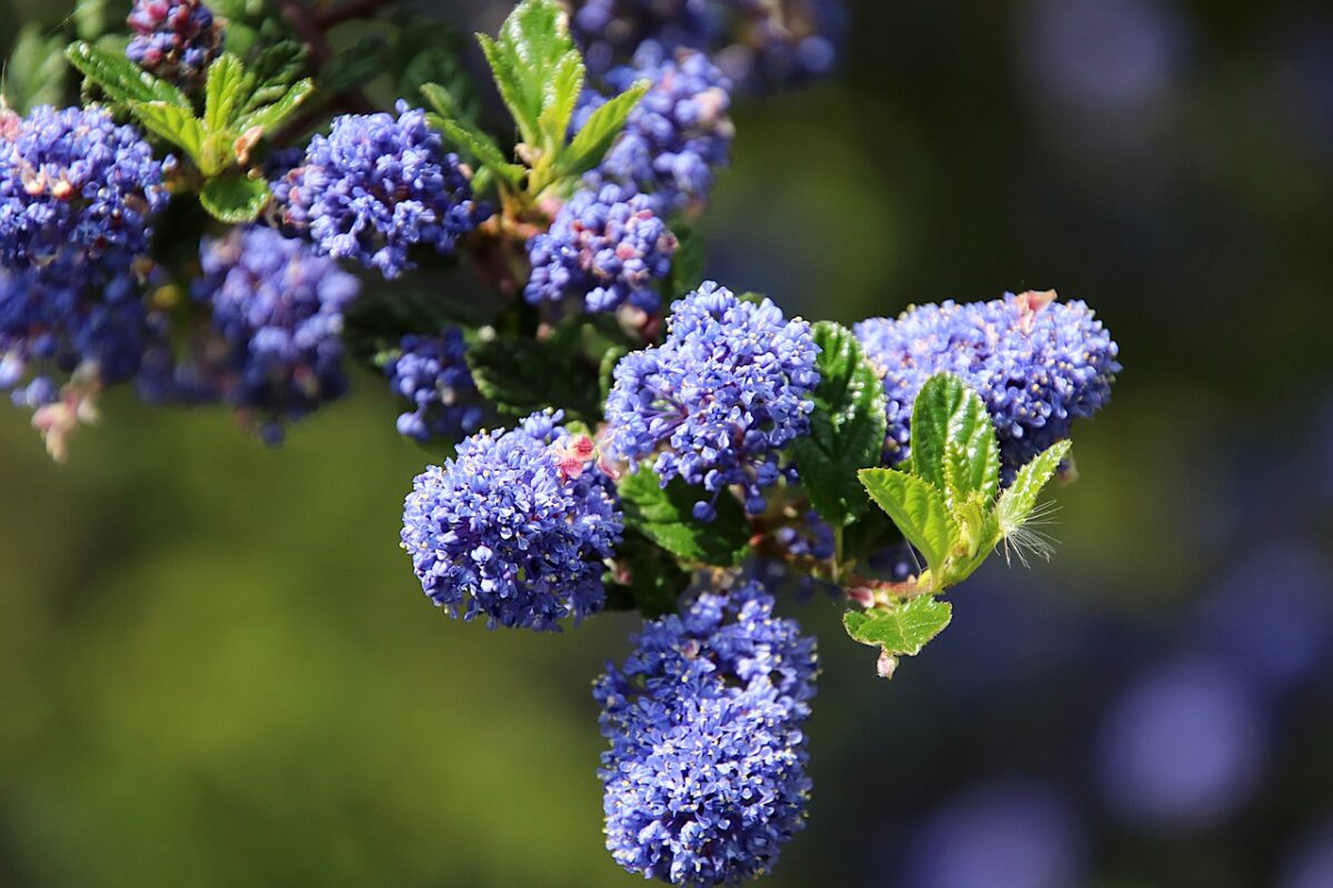 Read more about the article Evergreen Plants — The Solution for a Colorful Garden, Year-Round