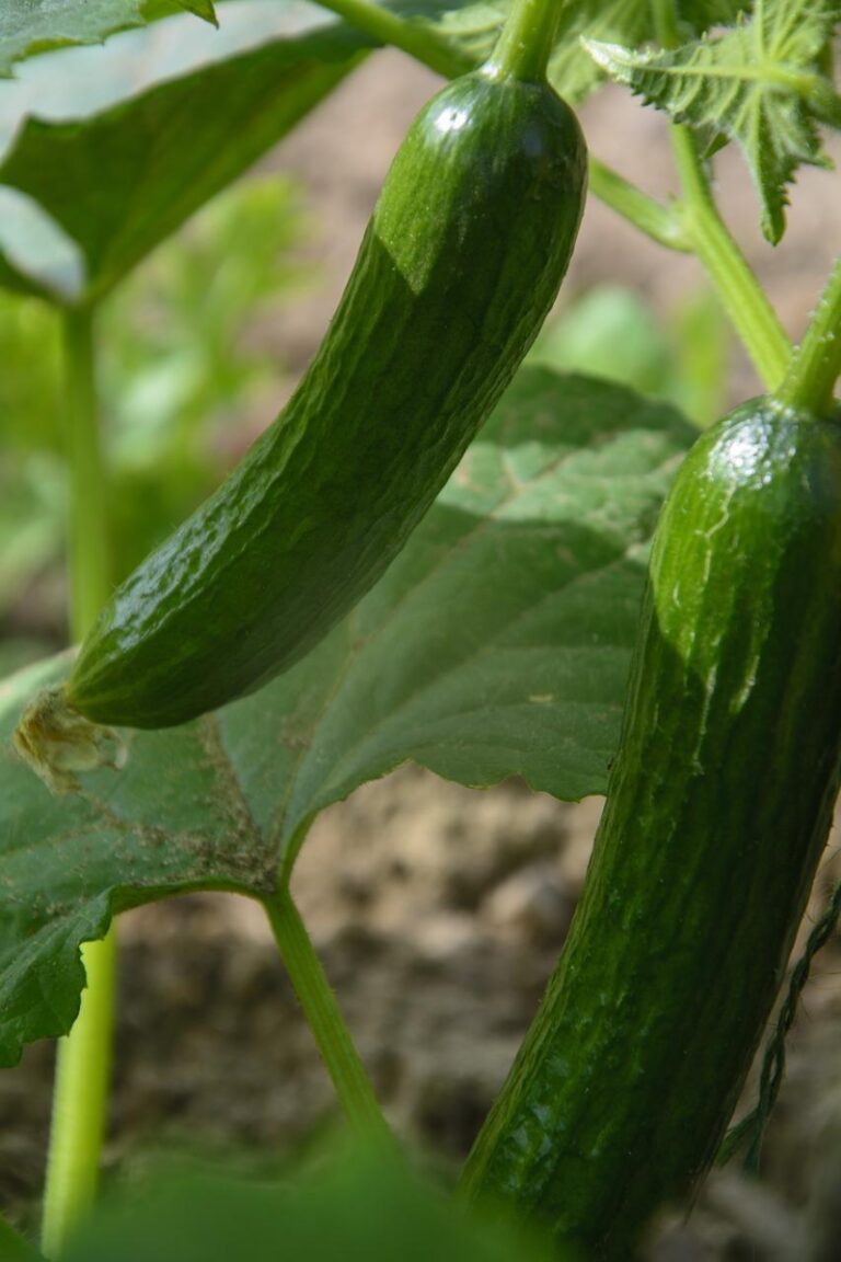 Read more about the article How to Successfully Grow Cucumbers