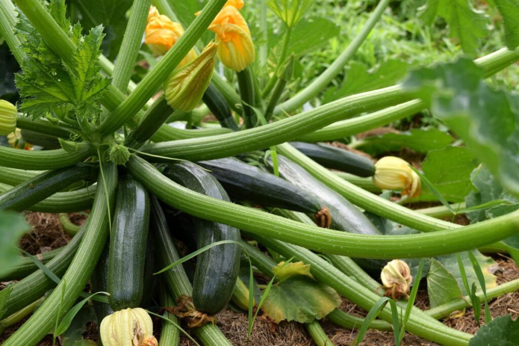 zucchini plant; squash