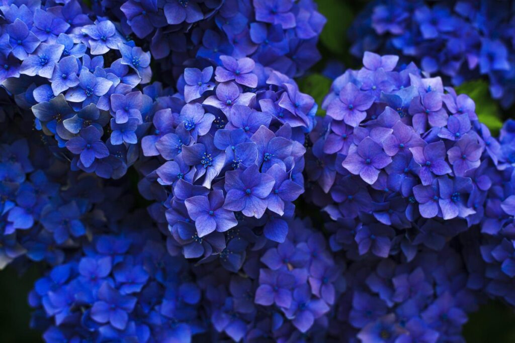 hydrangeas; balcony plants