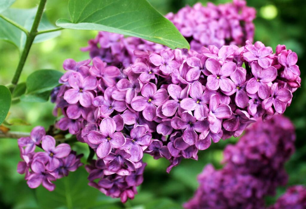 lilac trees