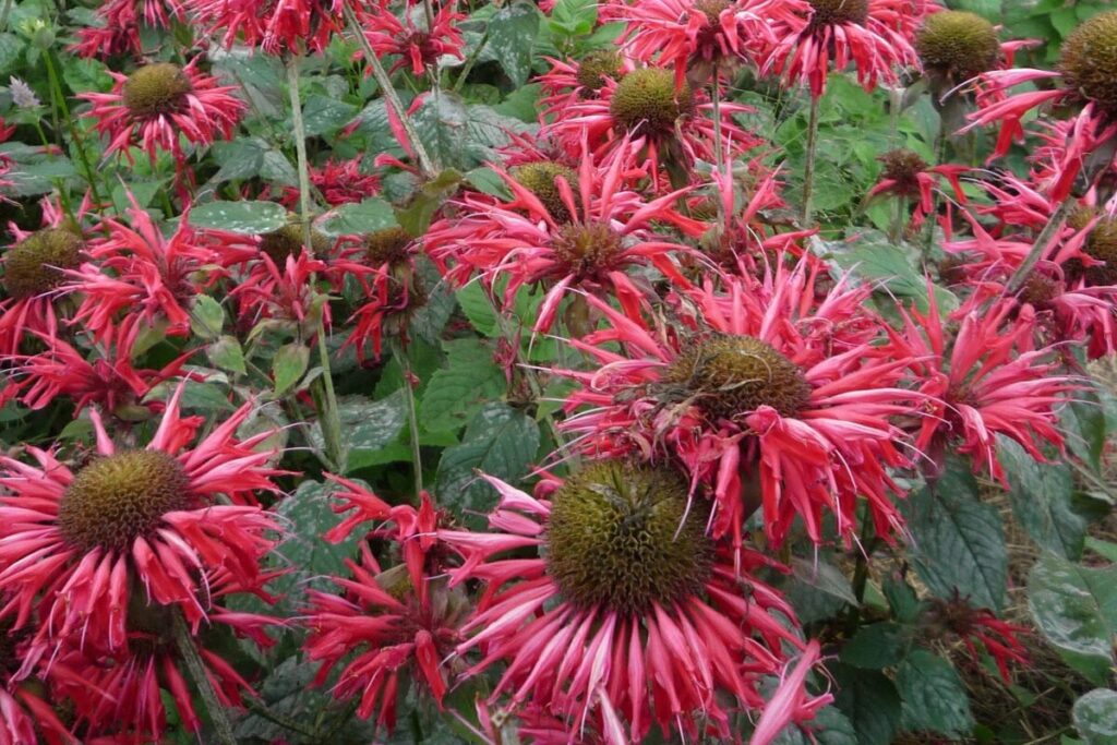 bee balm; salt-tolerant plants