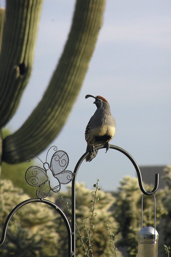 Tucson, Arizona