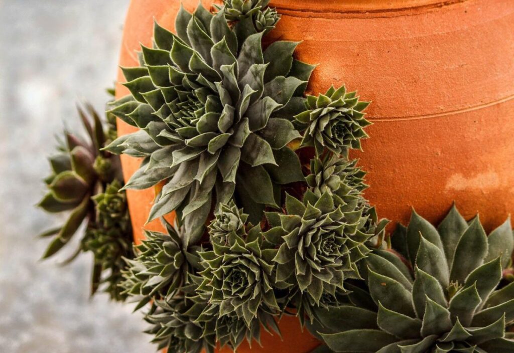 succulents are great for crevice gardens