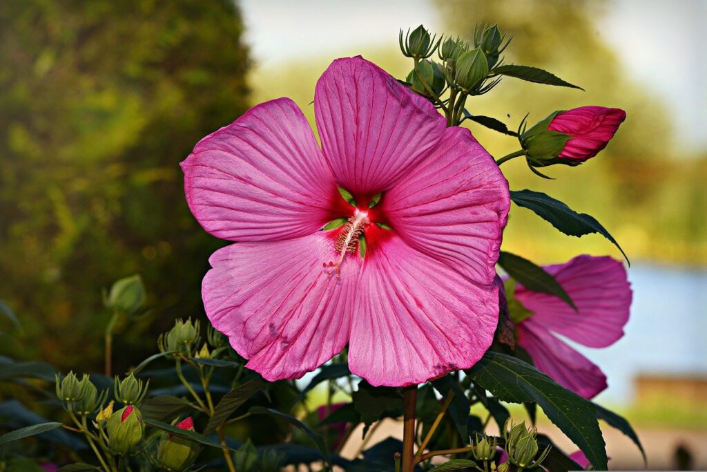 Hollyhock; great plants to grow with the family