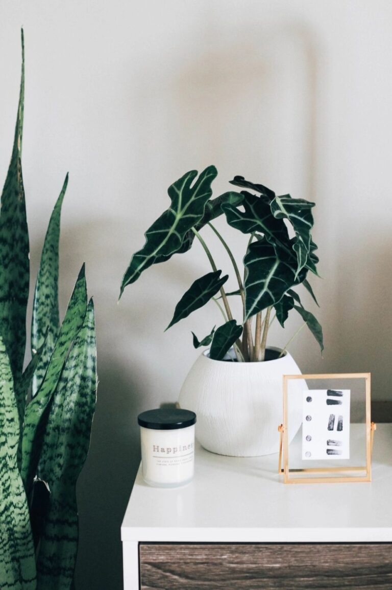 Read more about the article How to Help Your Houseplants Thrive