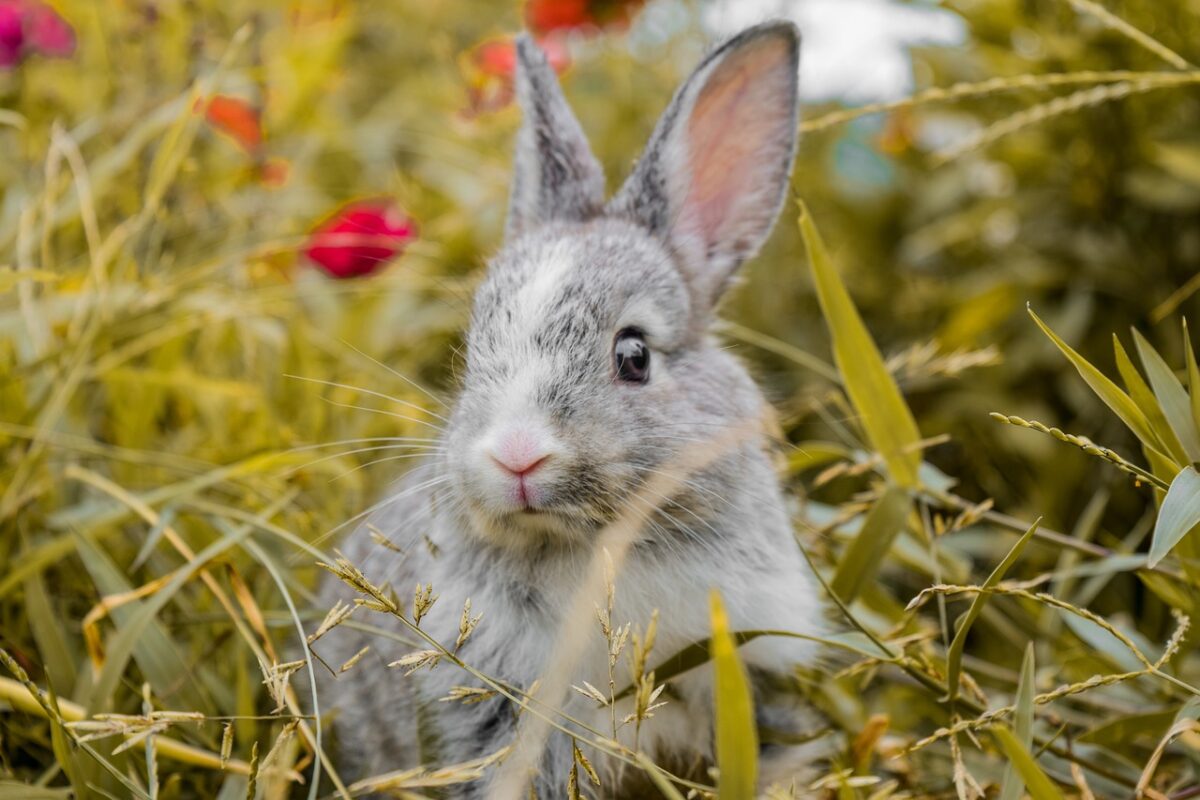 Read more about the article How to Keep Rabbits Out of the Garden