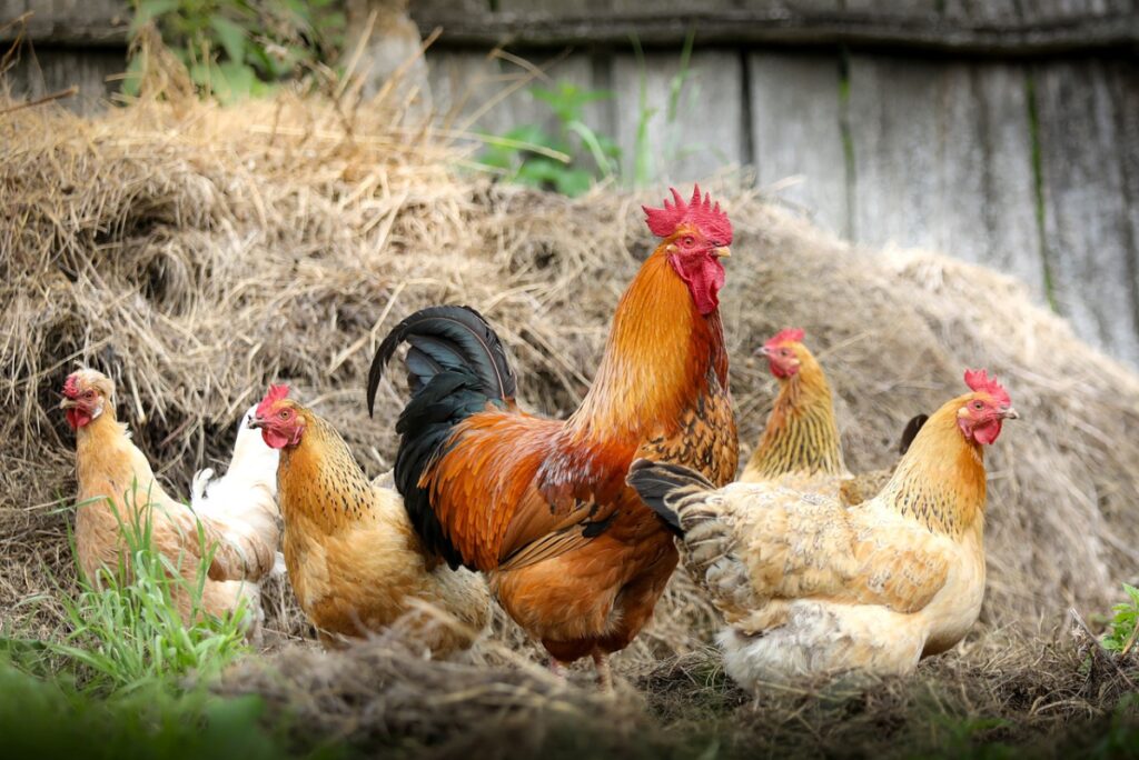 chicken manure can help improve soil