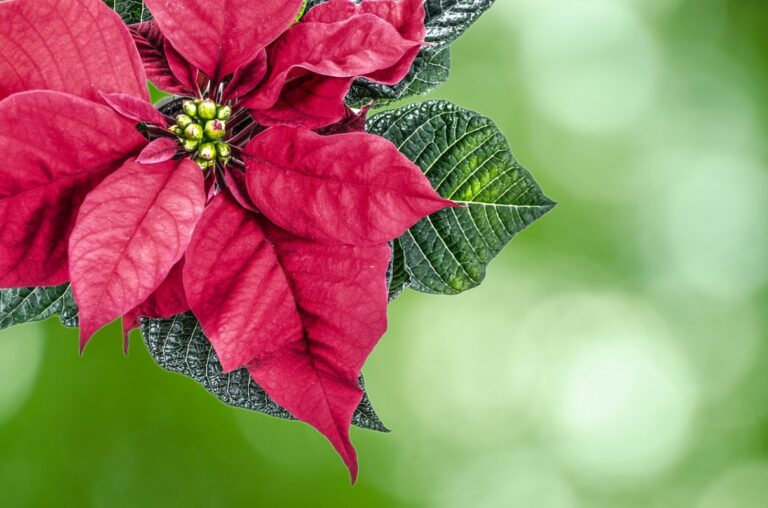 Read more about the article How to Use Plants to Get Your House Holiday Ready